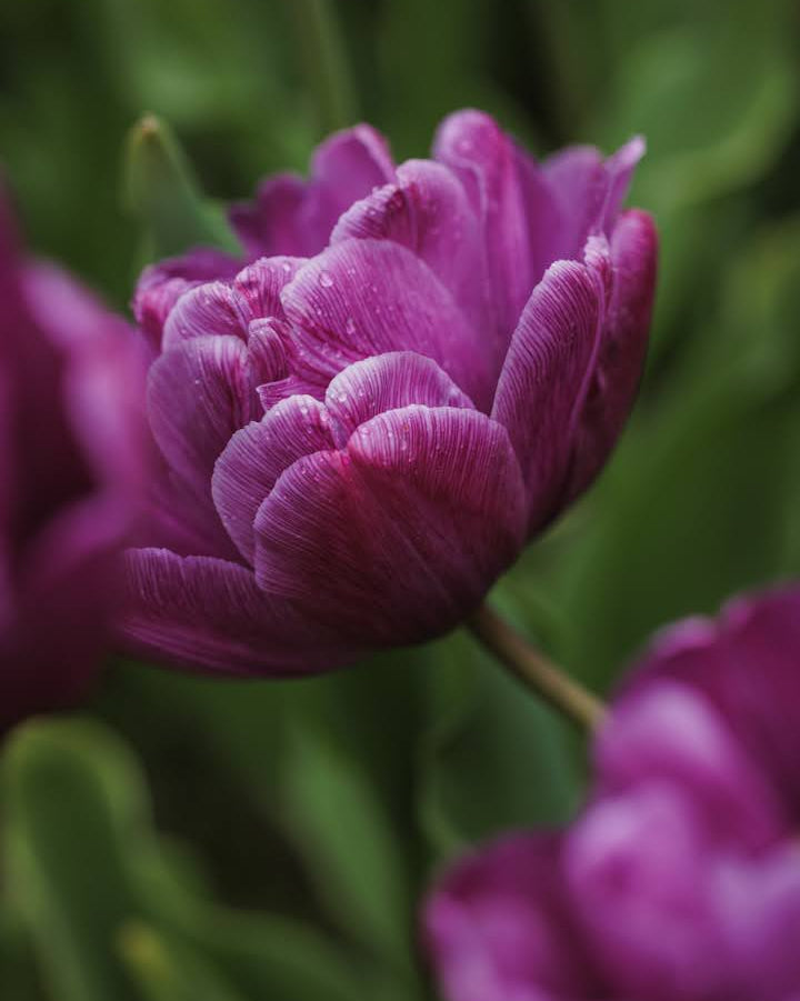 Tulipan Blue Diamond – sterk stengel med stor fylt blomst, høyde ca. 40 cm