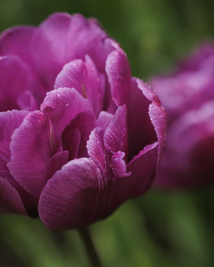 Tulipan Blue Diamond – gruppe av fylt sene tulipaner i hage eller bed