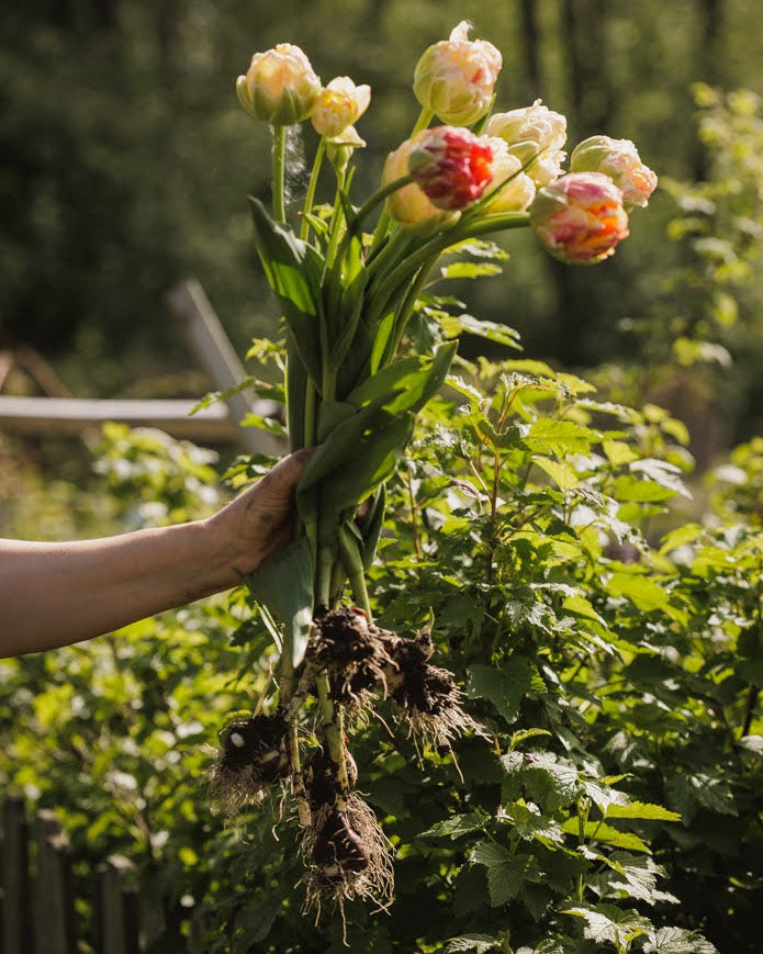 Tulipan Sprinkle Dip – lang stengel med romantisk fylt blomst, høyde ca. 50 cm