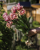 Tulipan Wyndham – fullt åpen skulpturell fylt blomst med håndmalt fargespill i burgunder og latte