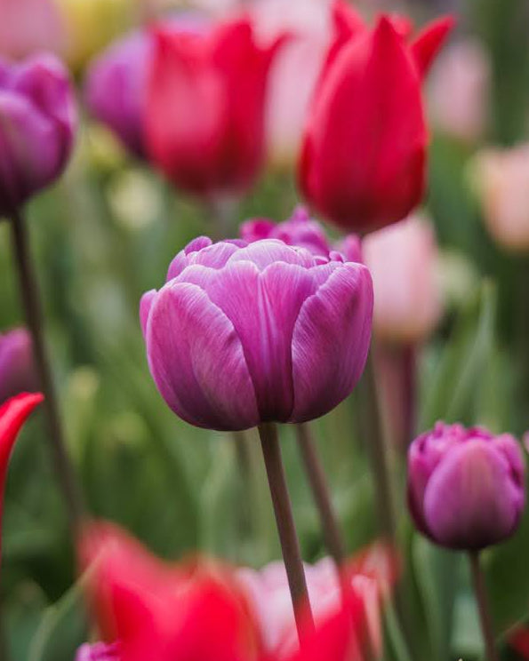 Tulipan Blue Diamond – bukett med purpurfargede fylte tulipaner som snittblomst
