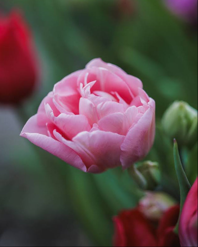 Tulipan Mariage – gruppe av tidlige fylte tulipaner i romantisk hagebed