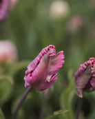 Tulipan Power Parrot – knopp i tidlig blomstring med lilla-rosa og grønne nyanser