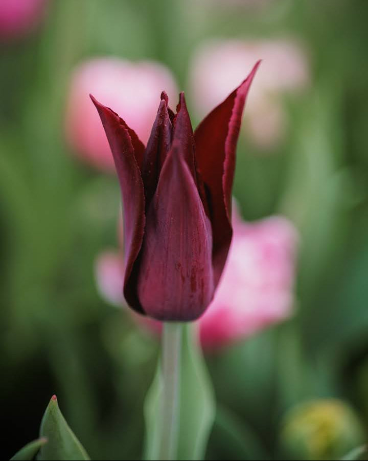 Tulipan Sarah Raven – lukket knopp i dyp burgunder med slanke spisse kronblad