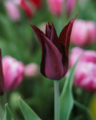 Tulipan Sarah Raven – halvåpen liljetulipan med karakteristisk grasiøs blomsterform i burgunder