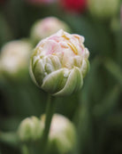 Tulipan Sprinkle Dip – gruppe av sene fylte tulipaner i bed eller bukett