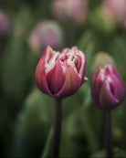 Tulipan Wyndham – lukket knopp i dype plomme- og burgundertoner