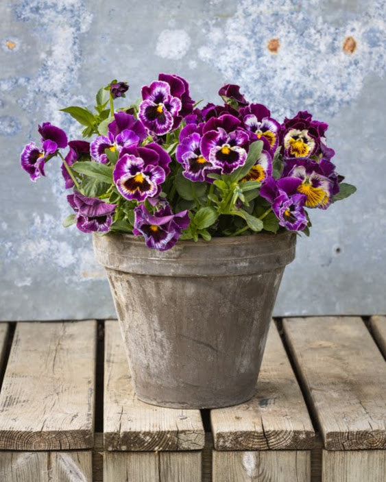 Fiol Frizzle Sizzle Raspberry - krøllede bringebærrosa blomster med unik tekstur