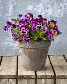 Fiol Frizzle Sizzle Raspberry - krøllede bringebærrosa blomster med unik tekstur