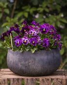 Viola wittrockiana Frizzle Sizzle Burgundy - spiselig fiol med dramatisk farge