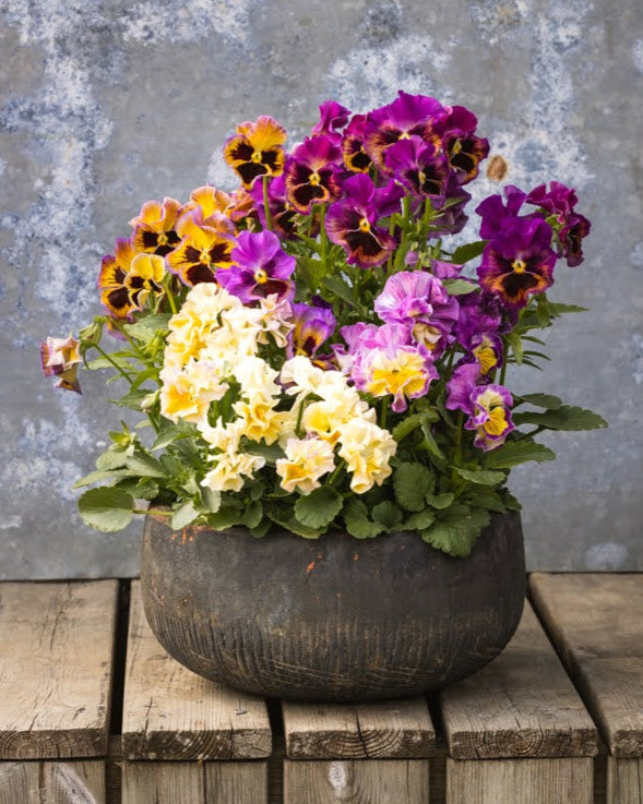 Fiol Moulin Rouge super i krukker