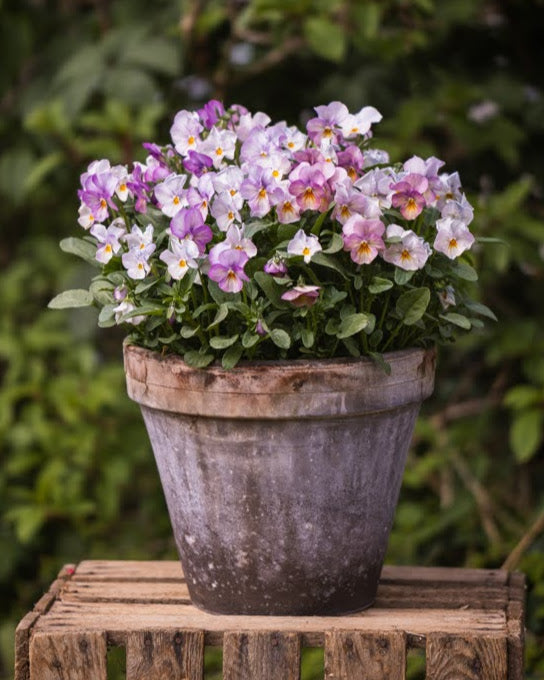 Viola tricolor Gem Antique Pink - spiselig fiol med elegant rosa farge