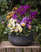 Fiol Moulin Rouge - fargemiks med fløyelsaktig utseende