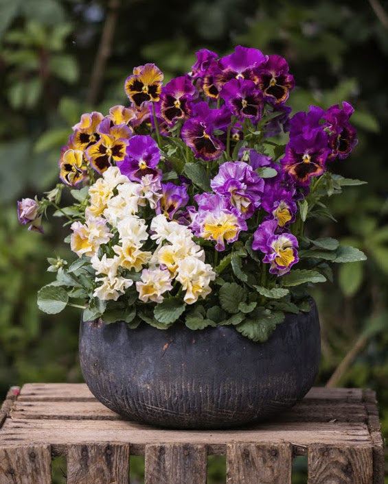 Fiol Moulin Rouge - fargemiks med fløyelsaktig utseende