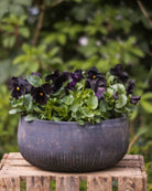 Atlas Black fiol nærbilde - dype mørke fiolett-toner med klassiske ansiktstrekk