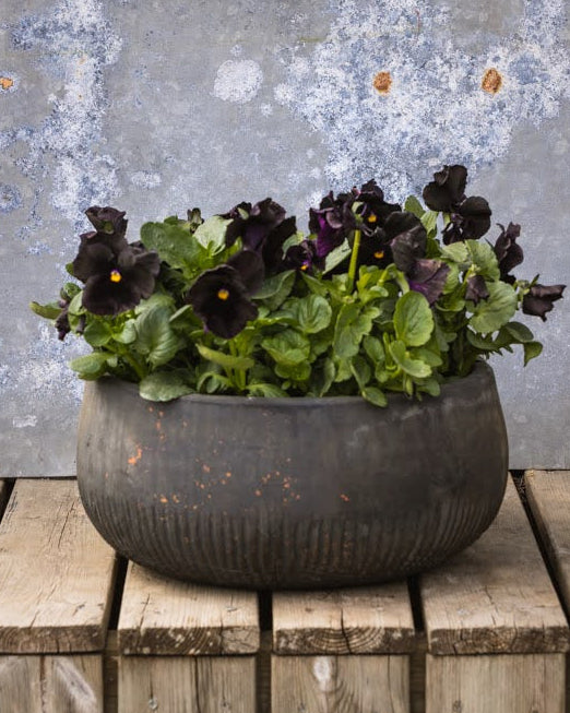 Fiol Atlas Black - dramatiske nesten sorte blomster med fløyelsaktig tekstur