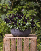 Nærbilde av Fiol Black Prince blomster med dyp fiolett-svart farge