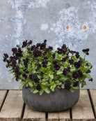 Fiol Black Prince med mørk fiolett-svarte blomster i hagen