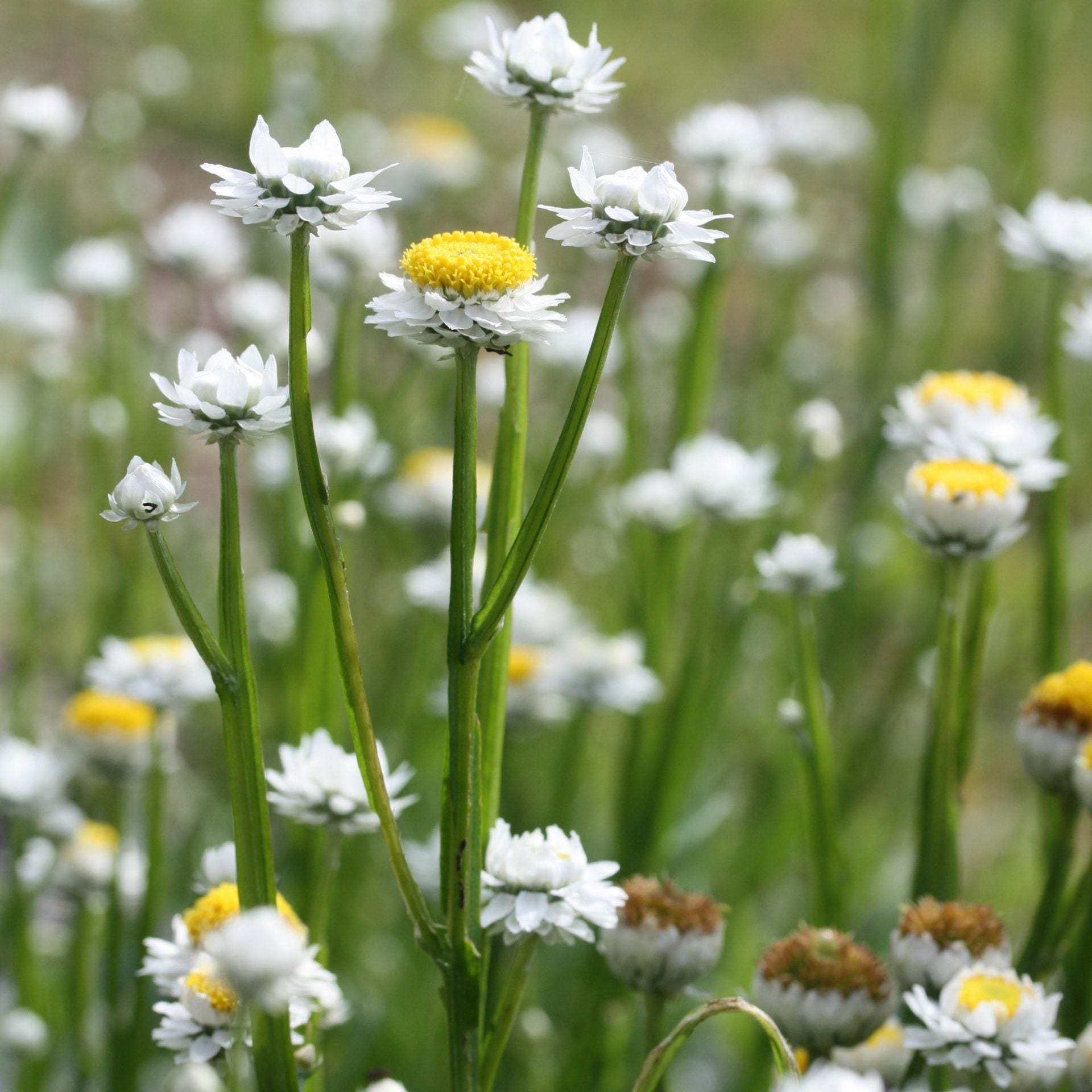 vingepapirknapp winged everlasting