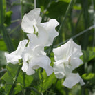 white frills 2