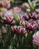 Tulipan Wyndham – nærbilde av tettpakkede kronblad med myke lattefargede kanter mot mørk plomme