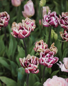 Tulipan Wyndham – stemningsfull fylt tulipan på stengel, høyde ca. 40–45 cm