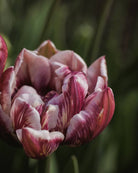 Tulipan Wyndham – gruppe av sene fylte tulipaner i dramatiske mørke toner i bed eller bukett