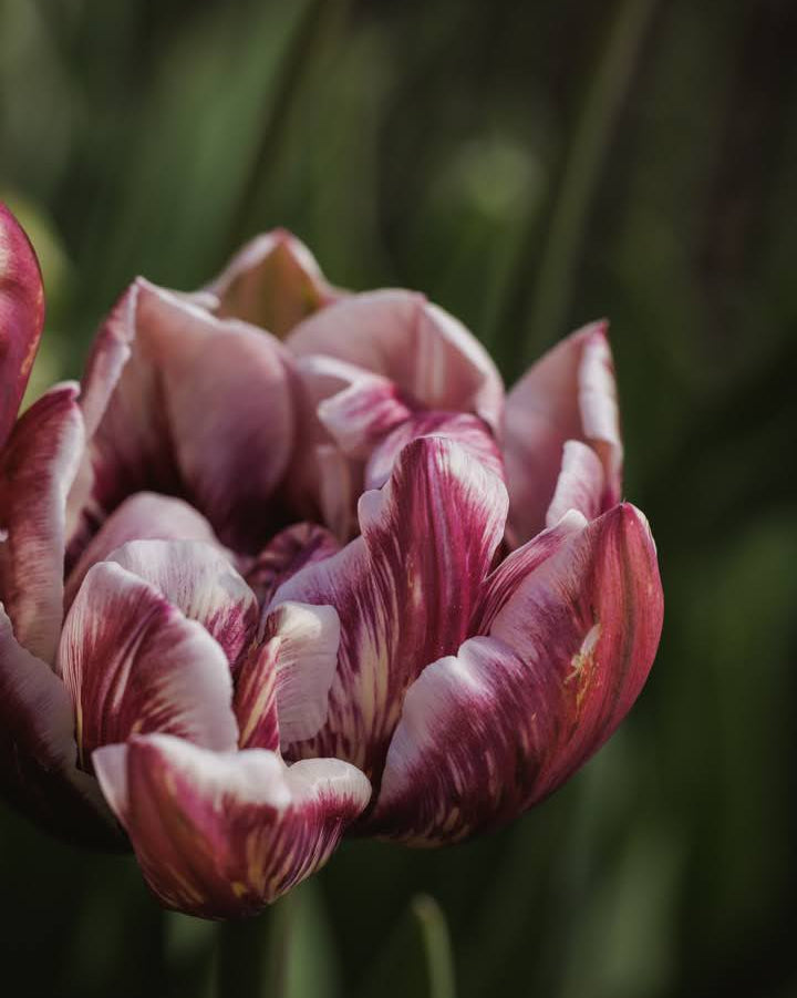 Tulipan Wyndham – gruppe av sene fylte tulipaner i dramatiske mørke toner i bed eller bukett