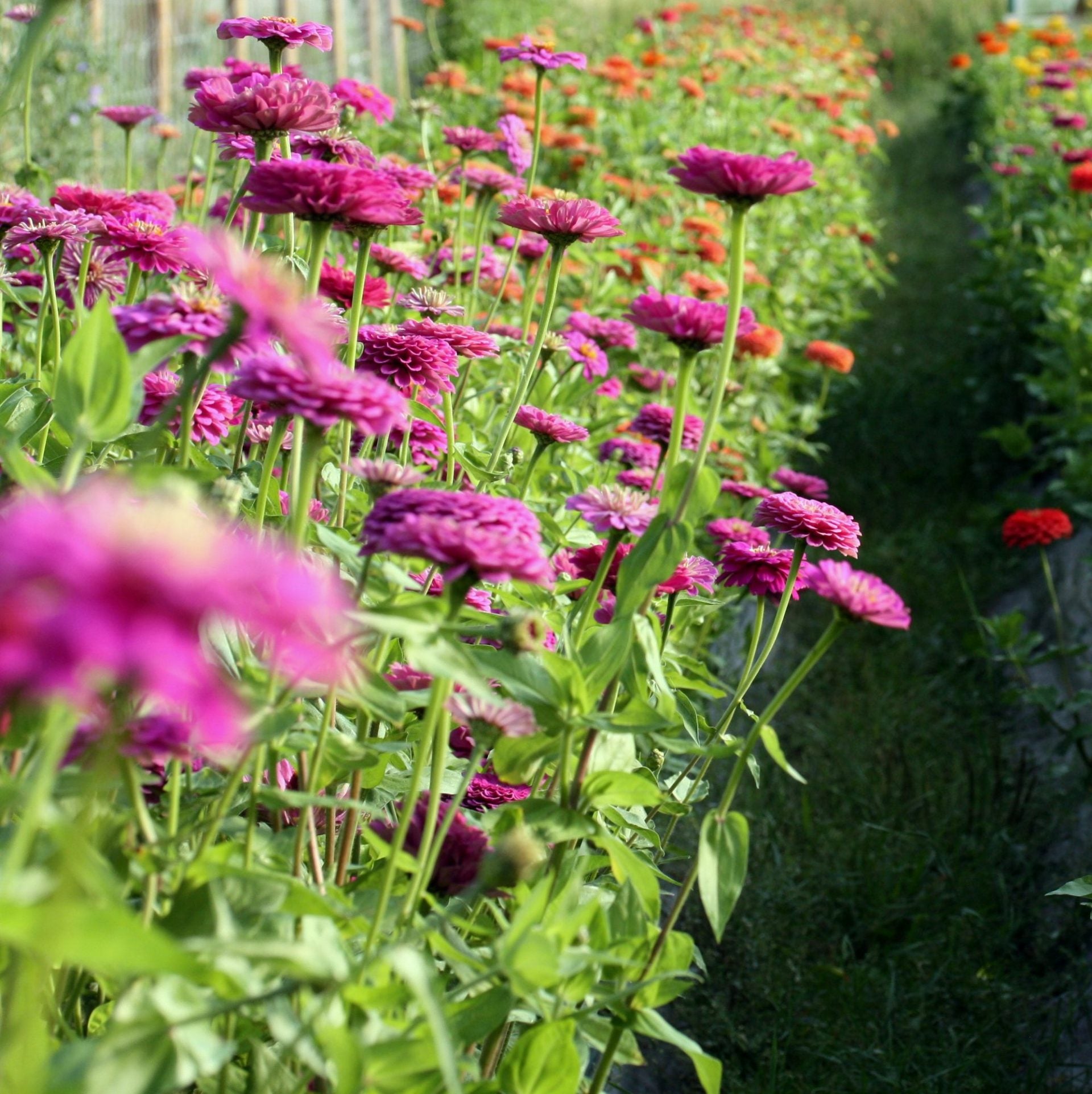 zinnia benarys giant purple (2)
