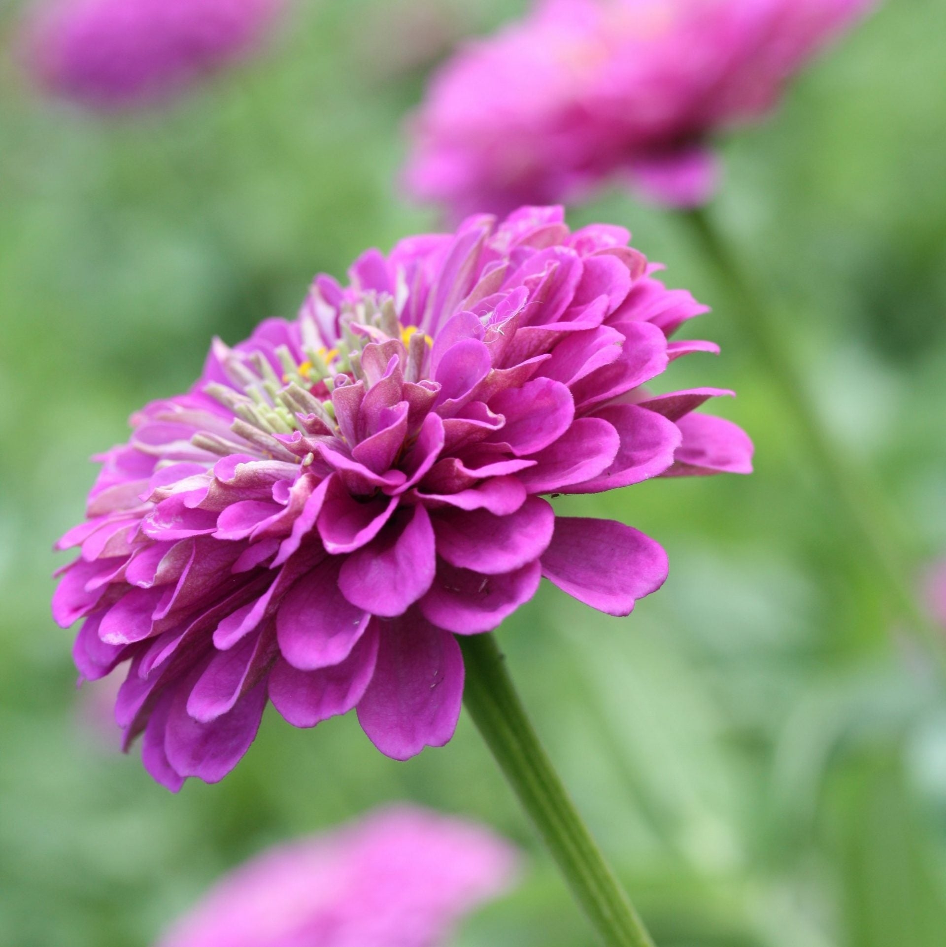 zinnia benarys giant purple (3)