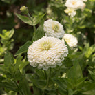 zinnia benarys giant white