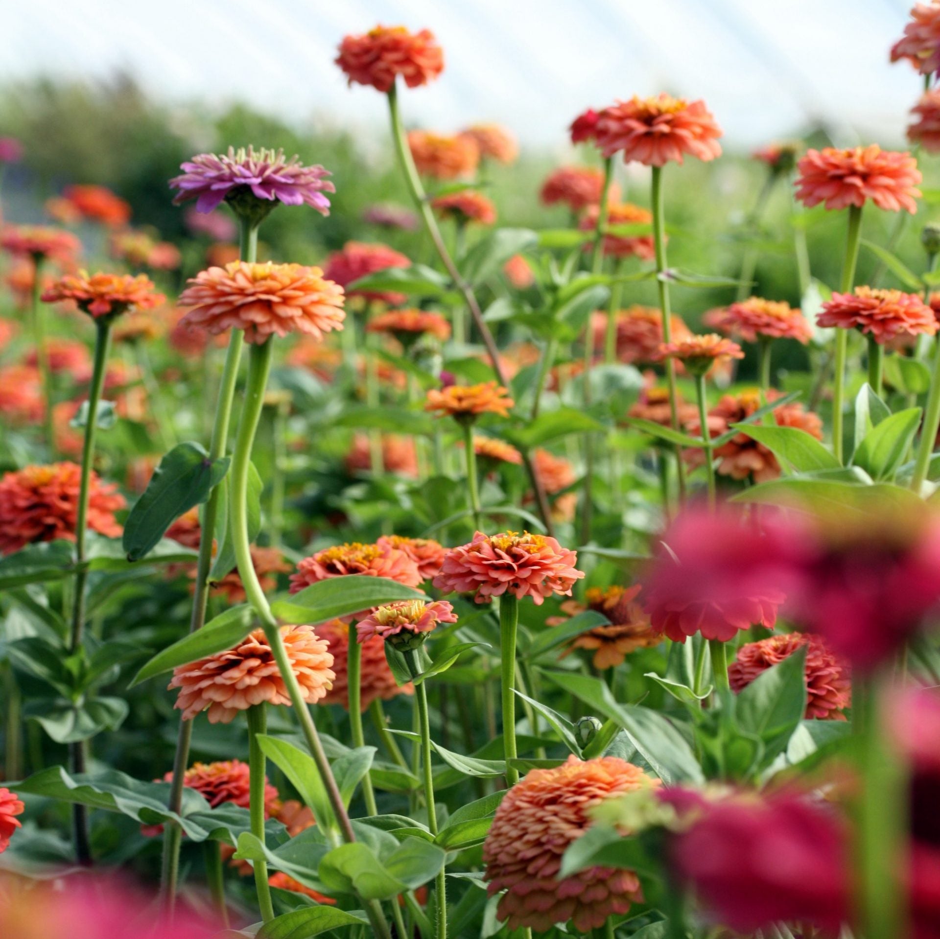 zinnia oklahoma salmon