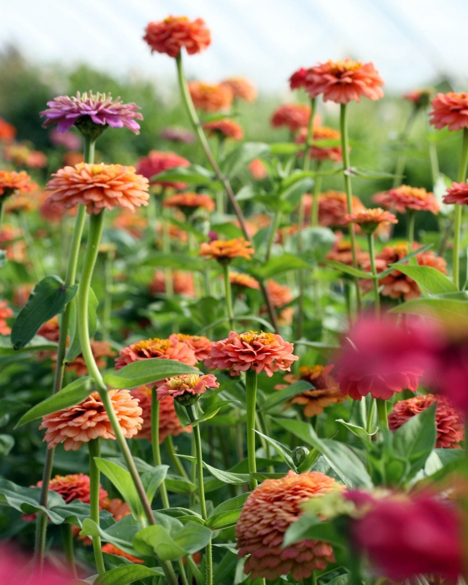 Zinnia Oklahoma Salmon frø - lakserosa zinnia med middels store blomster