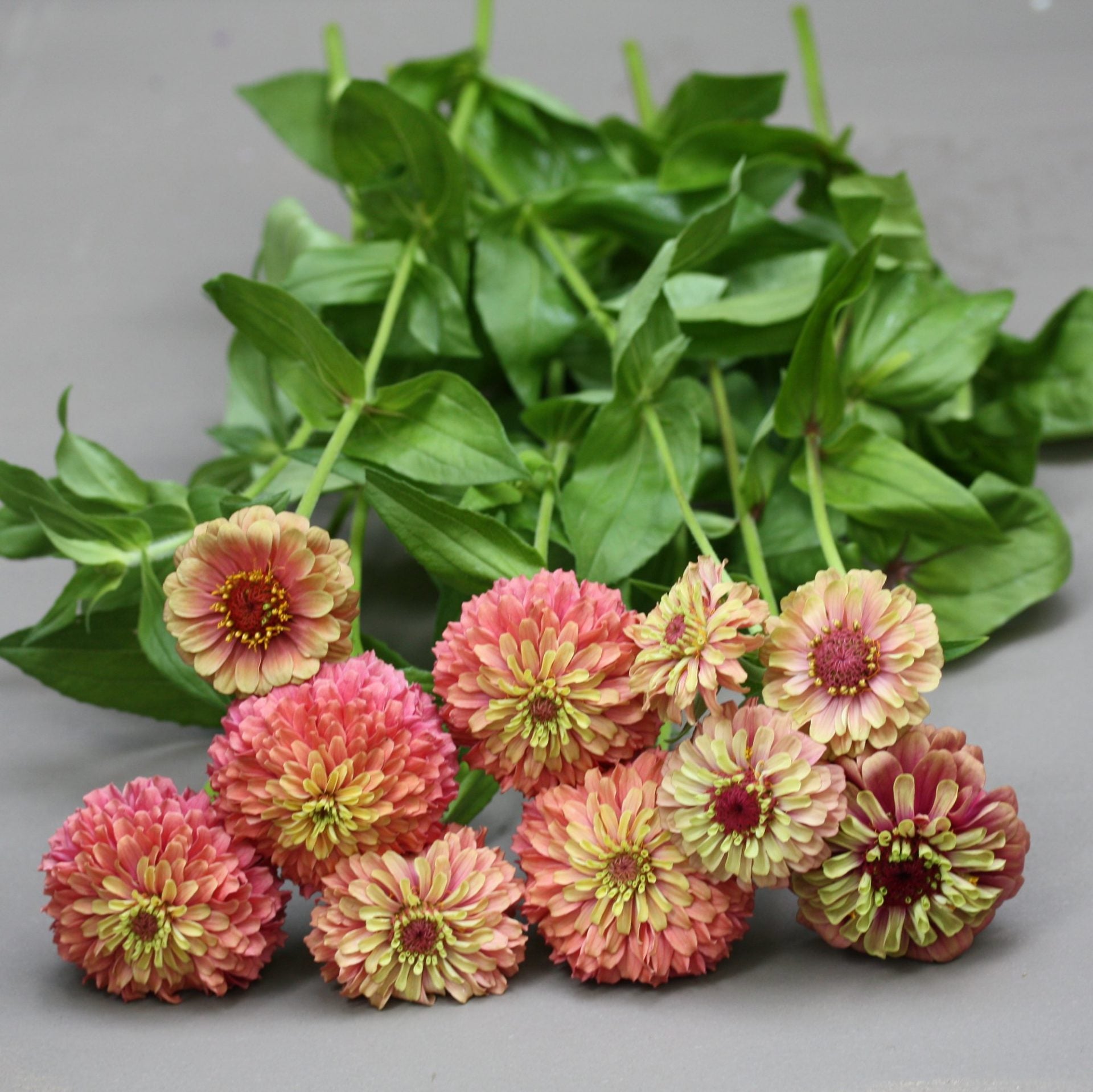 zinnia queen red lime (3)