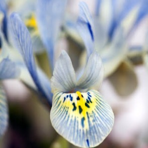 Iris Katharine Hodgkin 10 stk