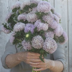 16548_Ett_rig_asters_Lady_Coral_Lavender_1