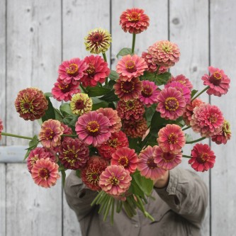 zinnia queen red lime (2)
