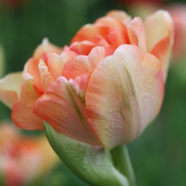 Tulipan Charming Beauty 10 stk
