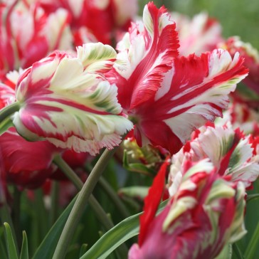 Tulipan Estella Rijnveld 10 stk