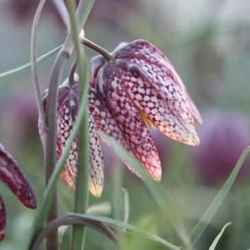 Ruteliljer Fritillaria melagris mix 20 stk